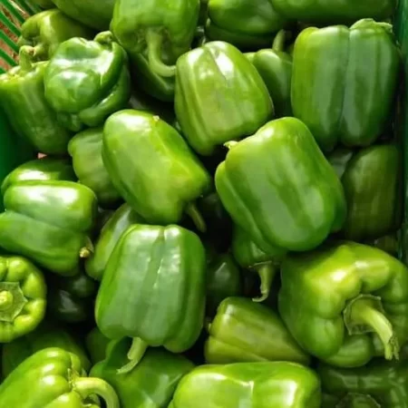 Fresh Green Pepper