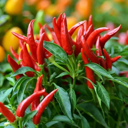 Fresh Cayenne (Shambo) Pepper