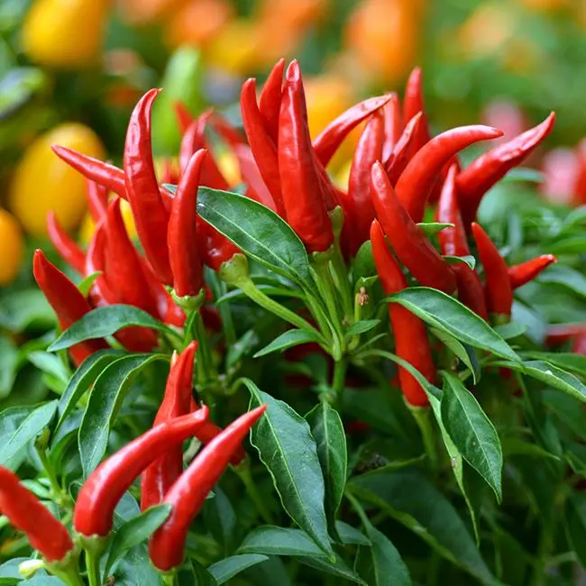 Fresh Cayenne (Shambo) Pepper