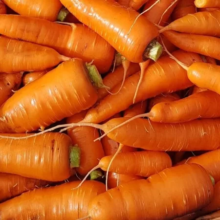 Fresh organic Carrots