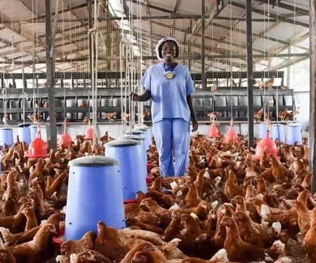 Layer Hens (For Sale)