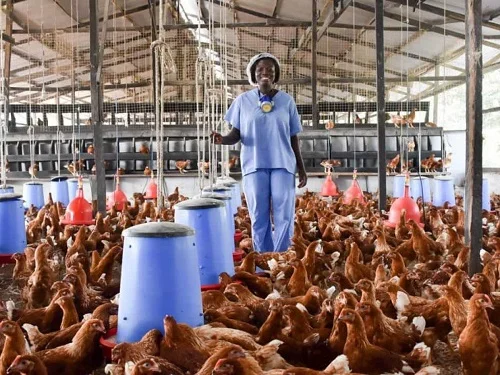 Layer Hens (For Sale)