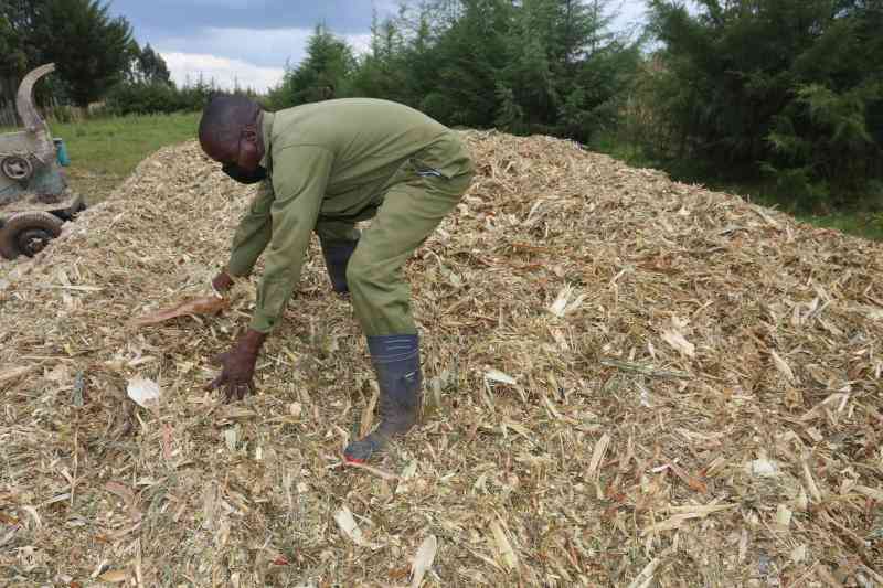 Silage Livestock Feeds