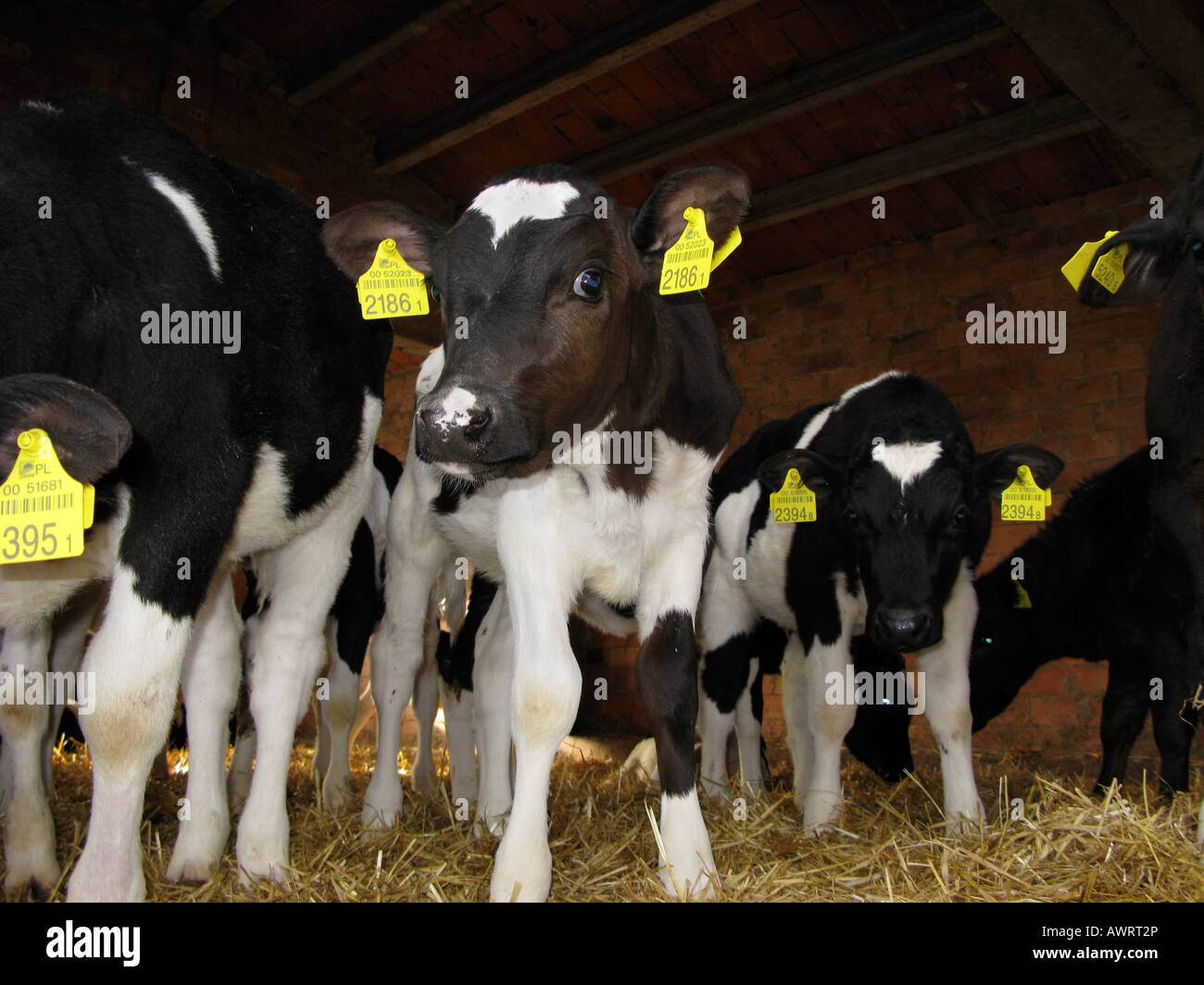 Calves and Breeding Stock