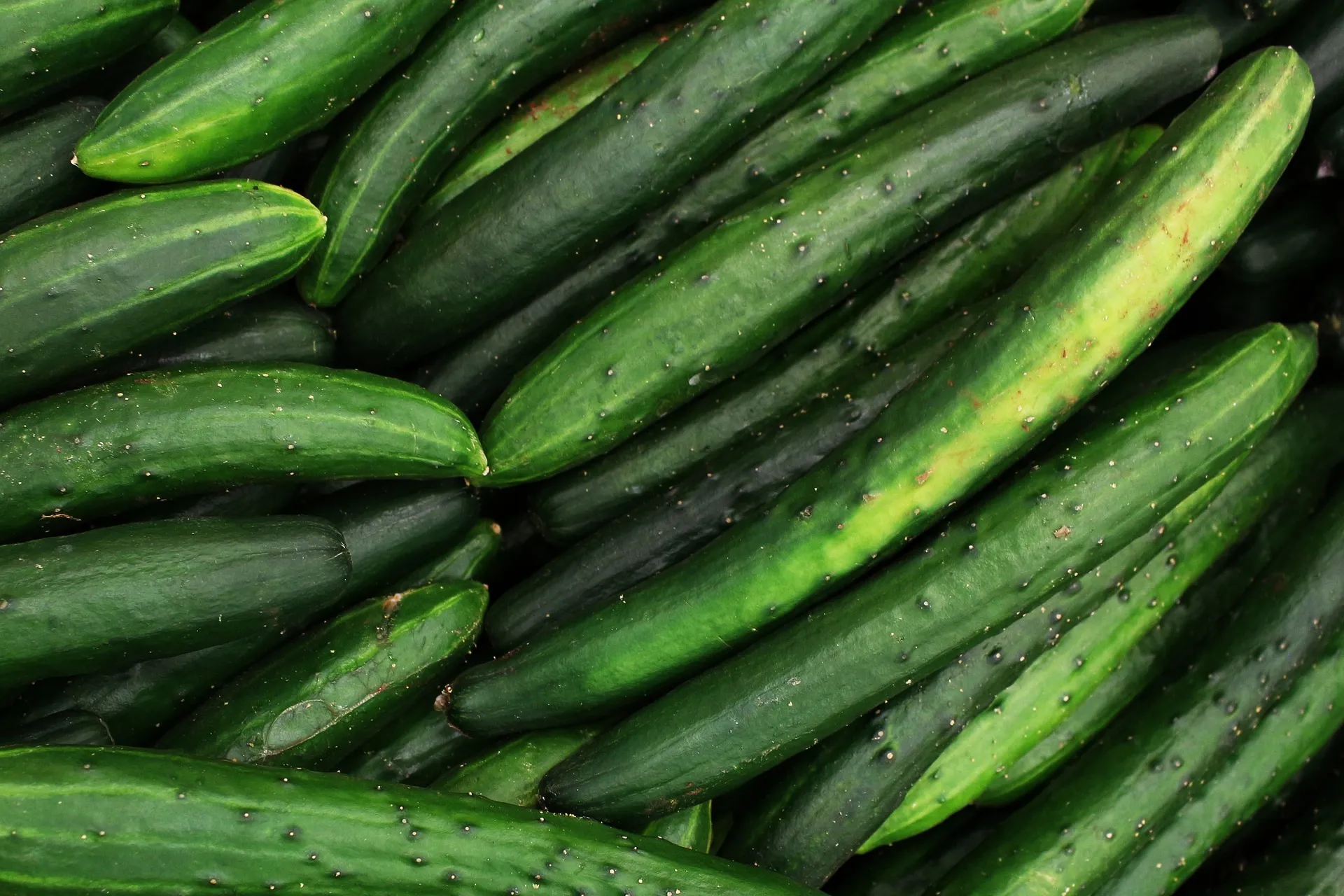 Fresh Organic cucumber