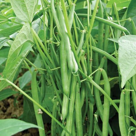 French Beans