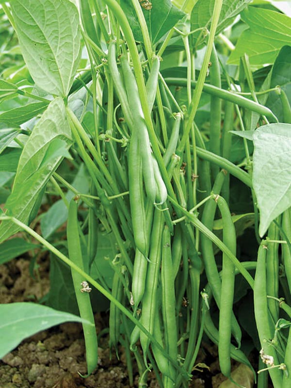 French Beans
