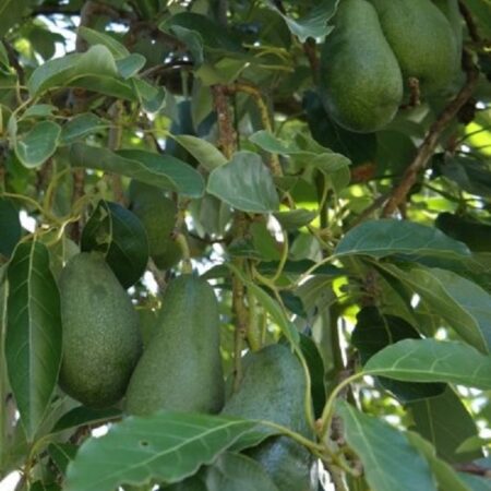 Fuerte Avocados