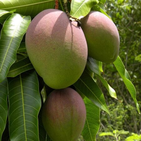 Kent Mangoes