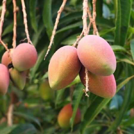 Ngowe Mangoes