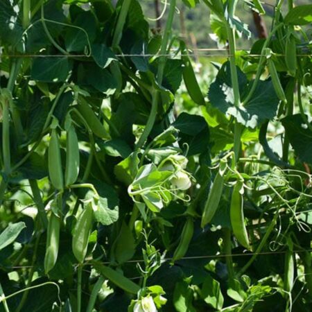 Snow Peas