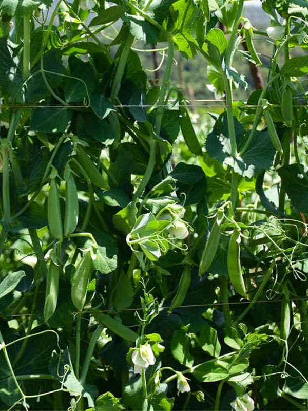 Snow Peas