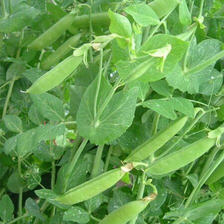 Sugar Snaps