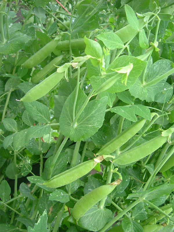 Sugar Snaps