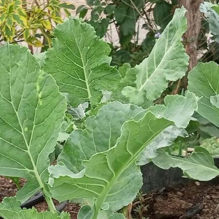 Sukuma Wiki