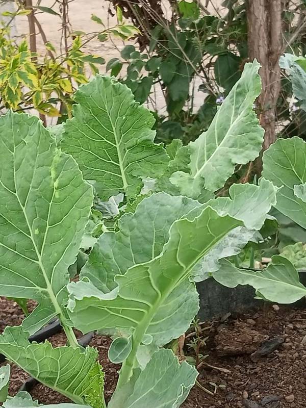 Sukuma Wiki